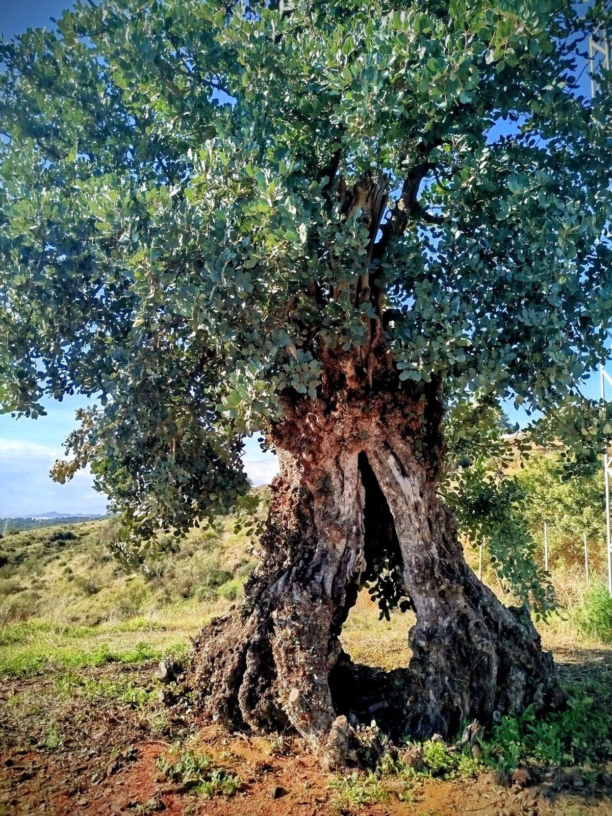 An ancient olive tree in the hills of Málaga